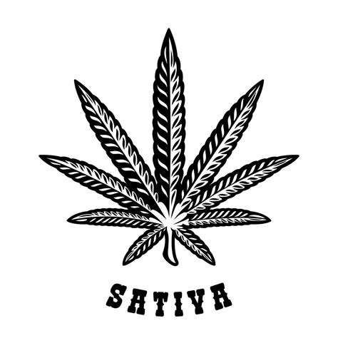 Vector Illustration Of A Cannabis Leaf Sativa On The White Background