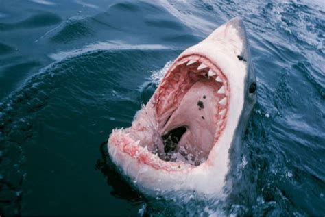 Worlds 10 Worst Shark Attacks In History The Business Standard