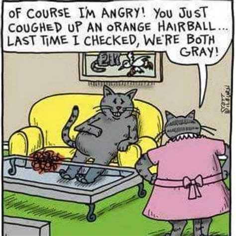 Lolcats Funny Cat Memes Cat Jokes Funny Cats
