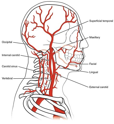 Pin On Venas And Arteries