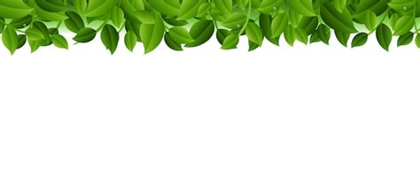 Premium Vector Green Leaves Border Isolated White Background