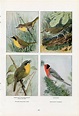 Louis Agassiz Fuertes 1917 Bird Prints Art Rare Unique 8 Color