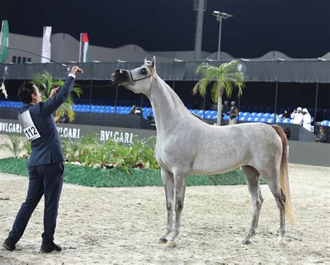 Al Shiraa International Arabian Horse Show 2020 Dubai Arabian Horse Stud