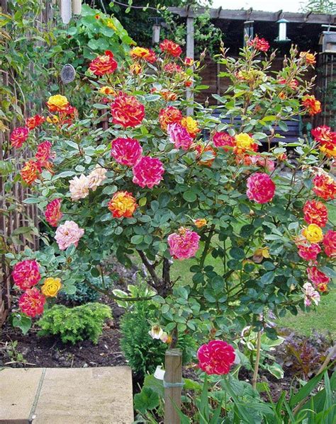 multi colored rose bush flickr photo sharing