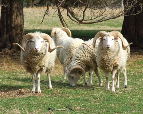 Heritage Meat Sheep Breeds Animals Grit Magazine