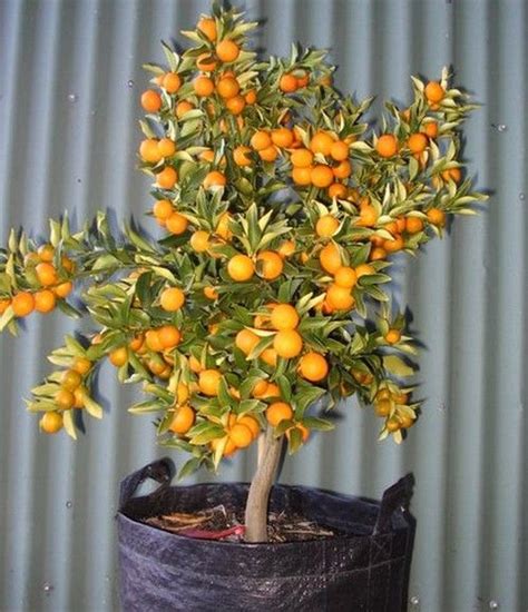 Kumquat Tree Fruit Trees Backyard Dwarf Fruit Trees Miniature Fruit