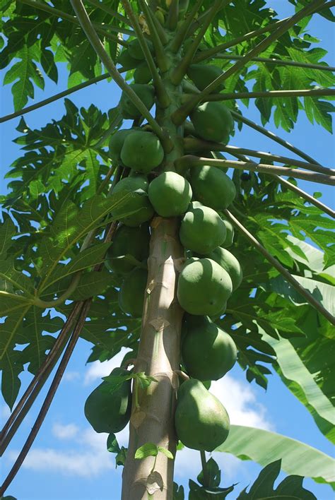 Edible Landscape Papaya Tree Suria Helang Lui