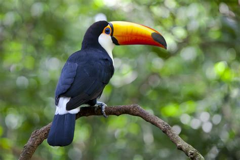Toucan In The Jungle Brazil Jeremy Reddington Flickr