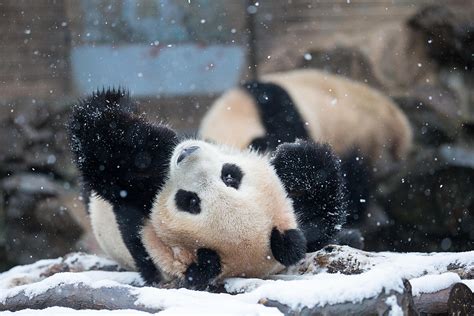 Panda Playing In The Snow