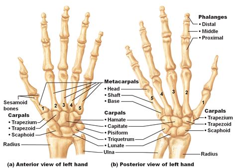 Hand Bones Labeled Hand Anatomy Anatomy Bones Hand Bone