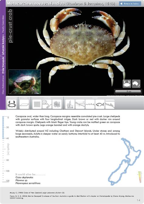 Niwa Launches Two New Marine Identification E Guides Coastal Crabs And