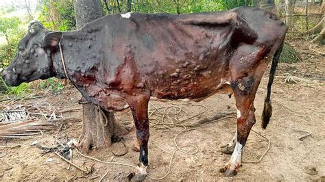 India Lumpy Skin Disease In Cattle Spreads To Over 8 States And Uts