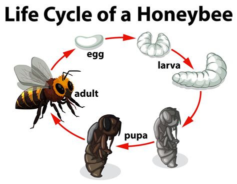 Honey Bee Life Cycle Coloring Page