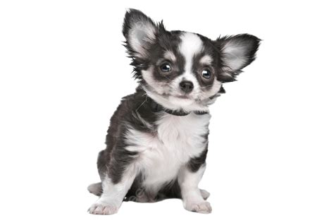 Long Haired Chihuahua Puppy Background One White Background Purebred