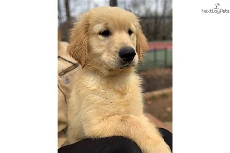Blue Golden Retriever Puppy For Sale Near Raleigh Durham Ch North