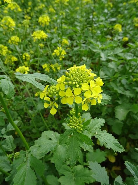 White Mustard Bulk Seed Great For Cover Crops Great Basin Seed