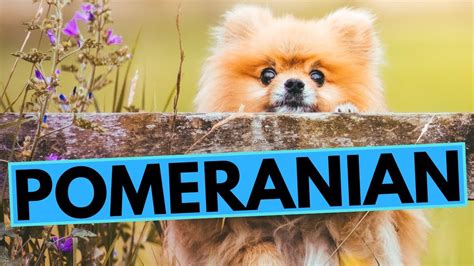 Pomeranian Dog Breed Facts And Information All You Need To Know