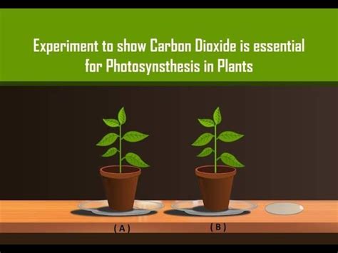 Carbon Dioxide Is Necessary For Photosynthesis In Plants With Simple