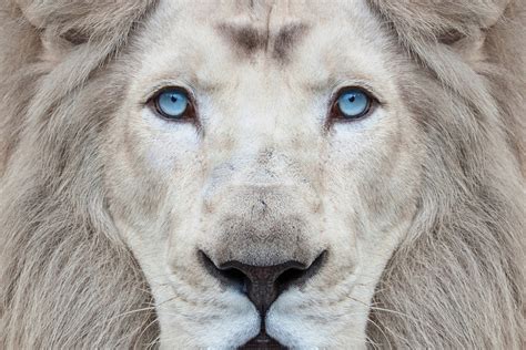 Sauver Les Lions Blancs Du Timbavati Québec Science