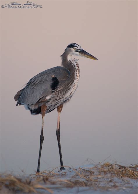 Great Blue Heron Just Prior To Sunrise On The Wing Photography