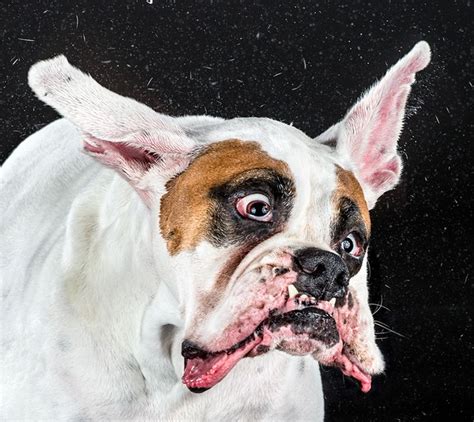 Shake Hilarious High Speed Photographs Of Dogs Shaking By Carli