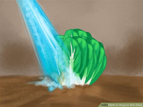How To Regrow Bok Choy 13 Steps With Pictures Wikihow