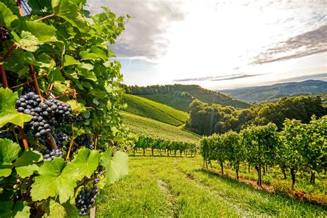 11 Best Wineries In North Fork Ny