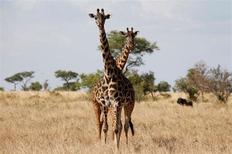 Gentle Giraffes Threatened With Silent Extinction