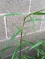 tall weed w dark single stem and slender leaves in the Plant ID forum ...