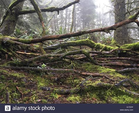 Redwood Roots Hi Res Stock Photography And Images Alamy