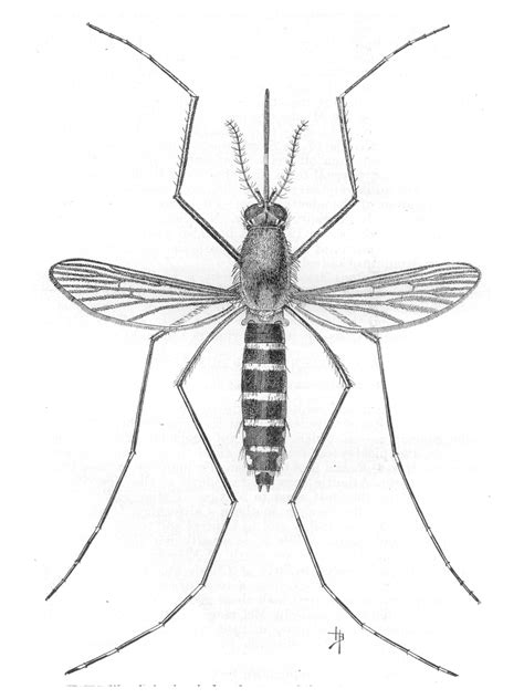 Fileochlerotatus Taeniorhynchus Syn Aedes Taeniorhynchus Aka The