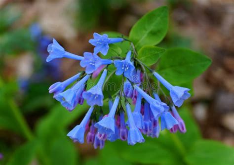 Close Up Of The Virginia Bluebells Flower At Full Bloom In The Spring