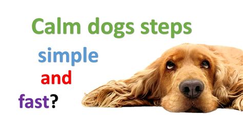 Positive reinforcement with healthy treats such as stella and chewy beef treats, and a calming attitude. How to calm down dogs simple steps? - YouTube