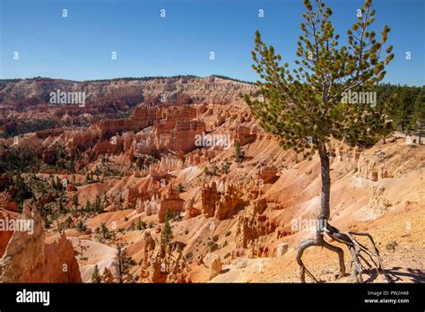 Bryce Canyon National Park In Utah Stock Photo Alamy