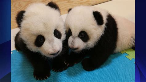 Whats In A Name Choose Your Favourite For The Giant Panda Cubs