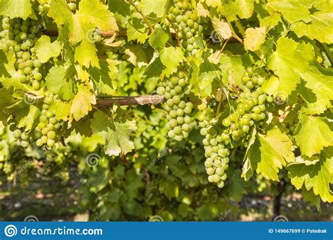 Ripe White Riesling Grapes On Vine In Vineyard Stock Image Image Of