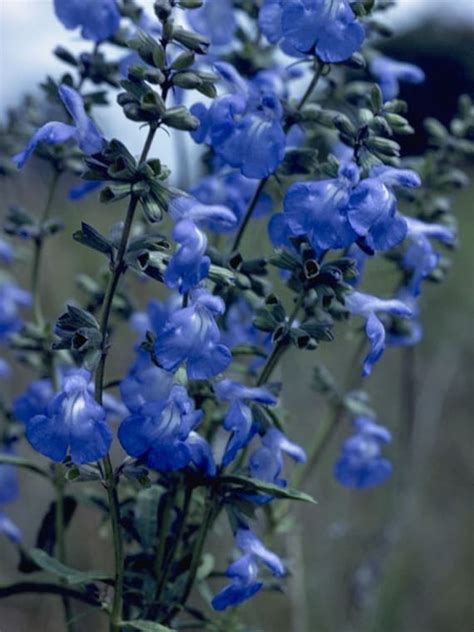 Blue Sage Salvia Azurea 15 Seeds