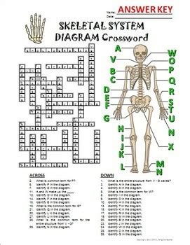 Click the answer to find similar crossword clues. Skeletal System Crossword with Diagram {Editable} by ...