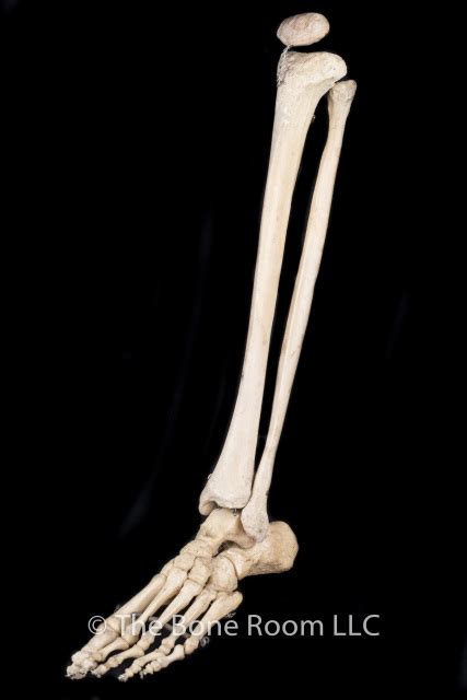 Articulated Lower Human Leg