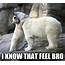Hugging Polar Bears Memes  Quickmeme