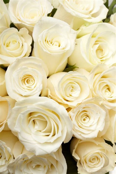 Cream Roses Stock Image Image Of Beautiful Blossom 17034849