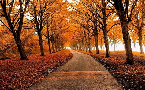 Hd Wallpaper Fall Park Leaves Nature Path Trees Landscape