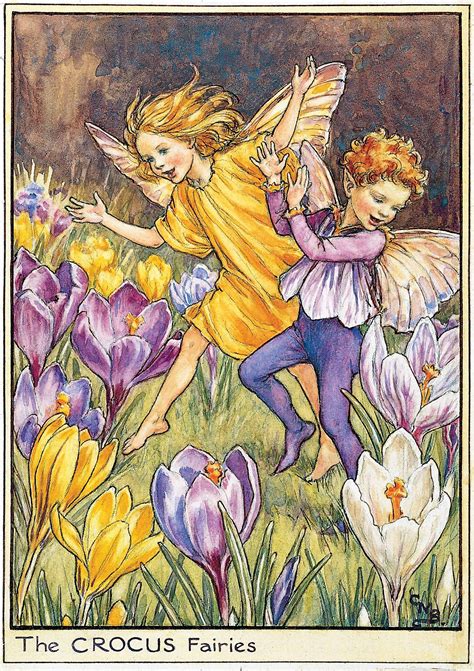 Illustration For The Crocus Fairies From Flower Fairies Of The Spring