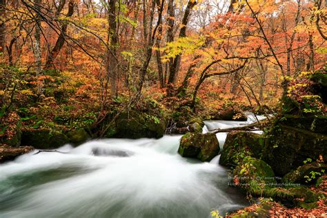 Wallpaper Japan Landscape Forest Waterfall Nature Red Yellow