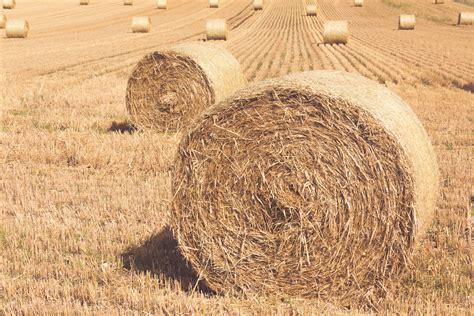 Hay Bales On A Field Free Stock Photo Public Domain Pictures