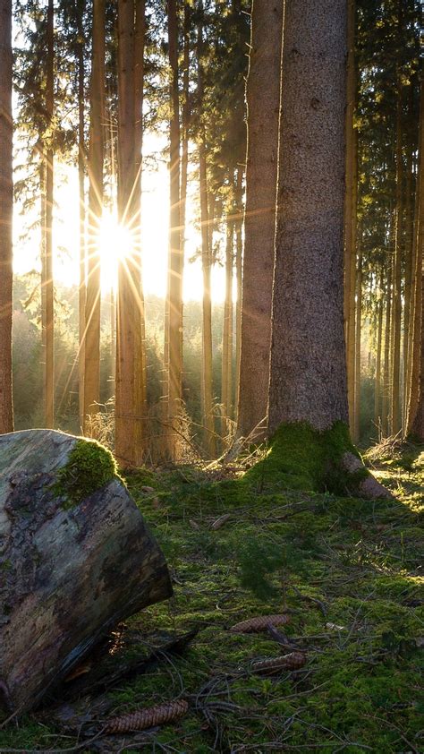Wallpaper Forest Trees Moss Sunshine Morning 3840x2160 Uhd 4k