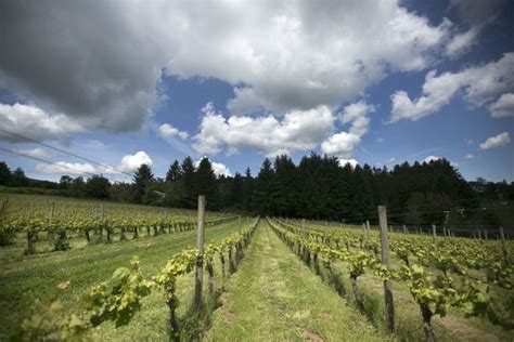 When visiting wineries in the wine country, we highly recommend booking a tour. Oregon debuts in acclaimed Slow Wine guide with 50 ...