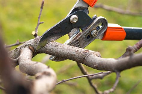 When Do You Prune Trees 5 Things You Should Know About Trimming To