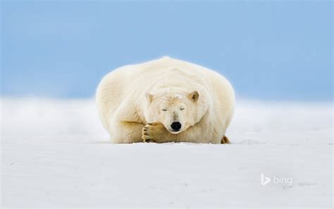 懒懒的雪地北极熊 2015 Bing主题壁纸预览