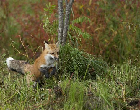 Fox Red Vulpes Fulva Photograph By Carol Gregory Fine Art America